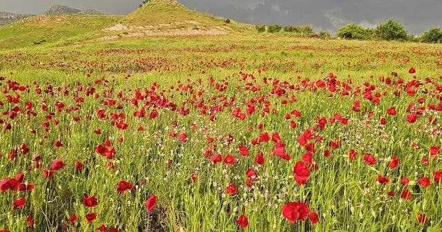 Şırnak ta gelincik tarlasında görsel şölen Şırnak Haberleri