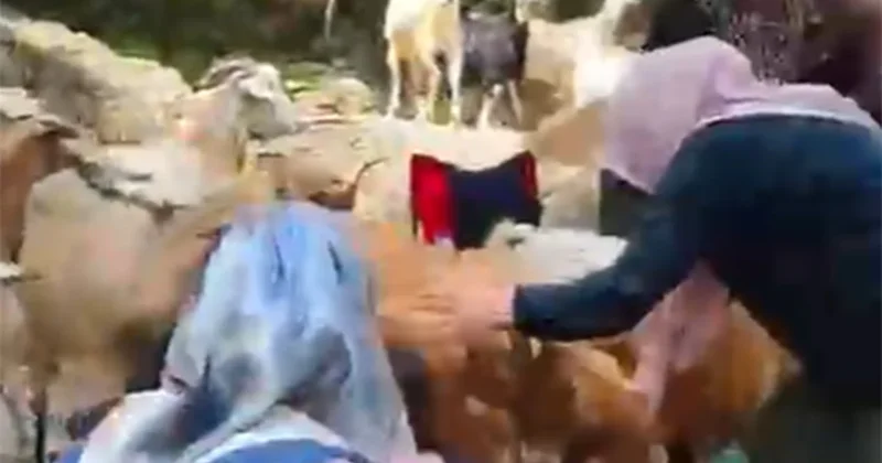 Ormanda düzenlenen pikniği keçiler bastı Sözcü Gazetesi