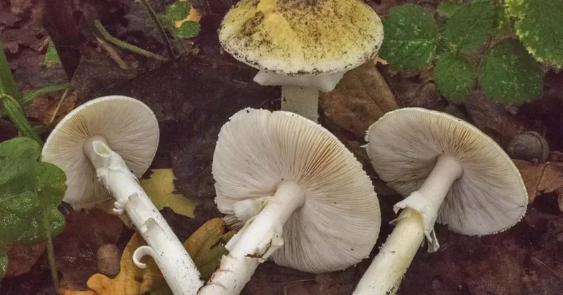 Uzman isimden ölüm meleği mantarı uyarısı