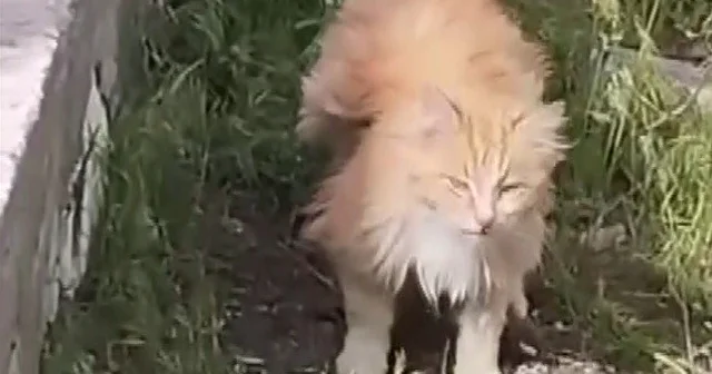 Kanadı andıran tüyleriyle dikkat çeken kedi kamerada Erzincan Haberleri