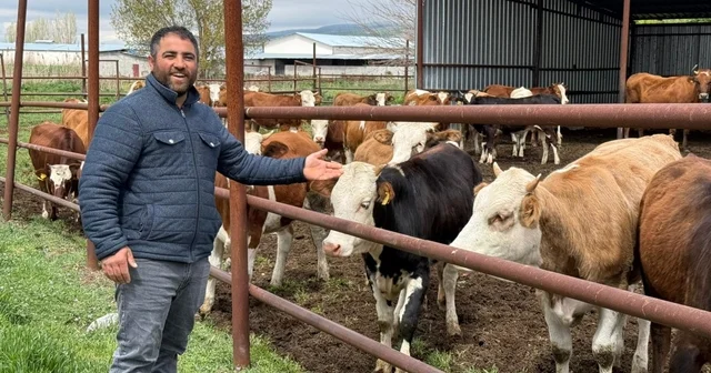 Eskişehir de büyükbaş kurbanlık bitti, üreticinin yüzü güldü Büyükbaş üreticisi Bekir Türkmen: Erkek büyükbaş 380 400 bin liradan alıcı buldu Son günü bekleyenin eli boş kalabilir Eskişehir Haberleri