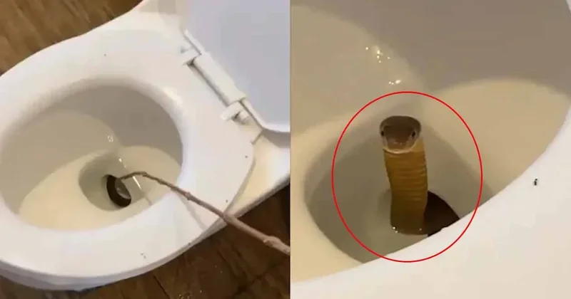 Tatile gittiler, tuvaletten dünyanın en ölümcül yılanı çıktı Sözcü Gazetesi
