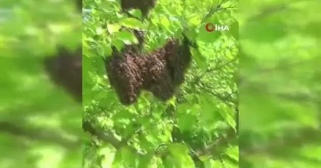 Kayısı bahçesinde oğul atan arılar renkli görüntüler oluşturdu