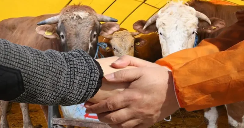 Kurban pazarlığı caiz midir? Nasıl yapılmalı, şartları nelerdir?