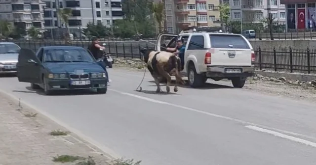 Saatlerce peşinden koştular: Kurbanlık dana ilçeyi birbirine kattı Kastamonu Haberleri