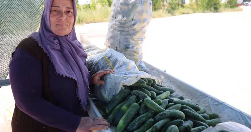 Tarlada 10, tezgahta 30 liraya satılıyor!