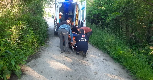 Kastamonu da bal arısı hastanelik etti Kastamonu Haberleri