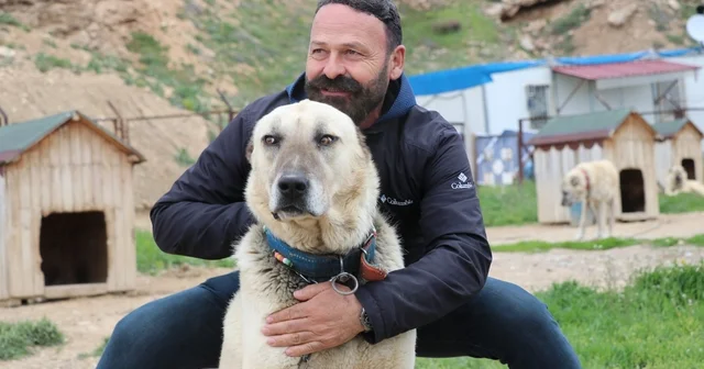 Değişken havalar Anadolu aslanlarını depresyona soktu Sivas Haberleri