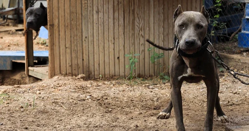 Köpek sahiplerine sigorta şartı: Tasmasız gezdirmek yasak, ihmalin cezası 1 milyon 100 bin TL oldu Dünya Haberleri