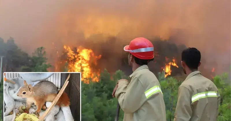 Orman yangınlarında Hayvanlarda İlk Yardım eğitimi