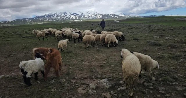 Adilcevaz da sürüler yaylaya çıktı Bitlis Haberleri