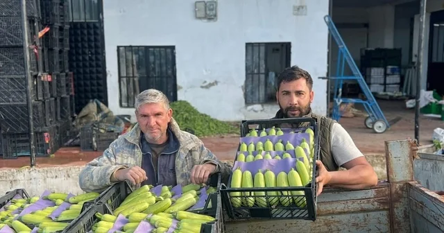 İznik te mevsimin ilk kabak hasadı Kilosu 25 ila 30 liradan satılıyor Bursa Haberleri
