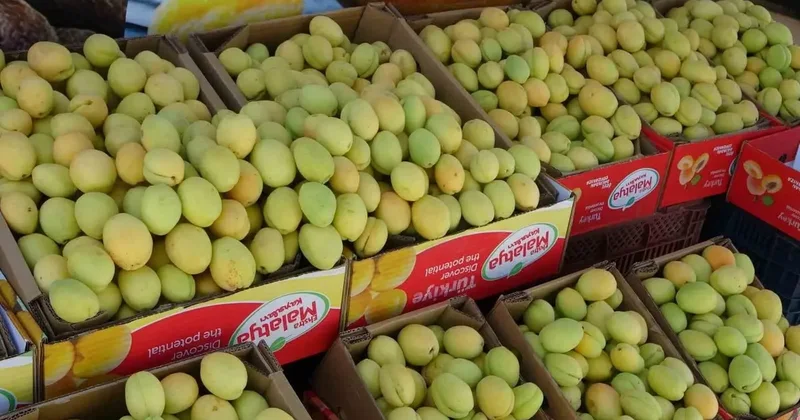 Malatya’da yaş kayısı tezgahlarda yerini aldı