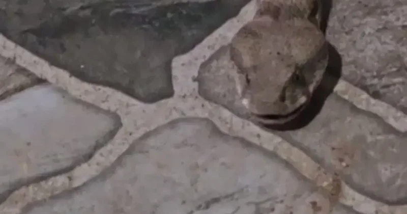 Balkona çay içmeye çıktı, karşısında dev yılanı görünce donakaldı
