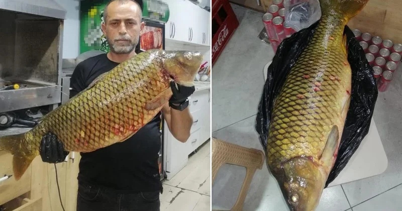Osmaneli nde dev sazan yakalandı