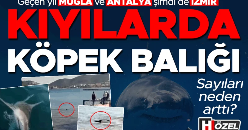 Geçen yıl Muğla ve Antalya şimdi de İzmir: Kıyılarda köpek balığı! Neler oluyor, sayıları neden arttı?