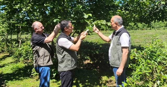 Kahverengi kokarca ile mücadelede 11 bin samuray arıcığı salındı Artvin Haberleri Habertürk Yerel Haberler
