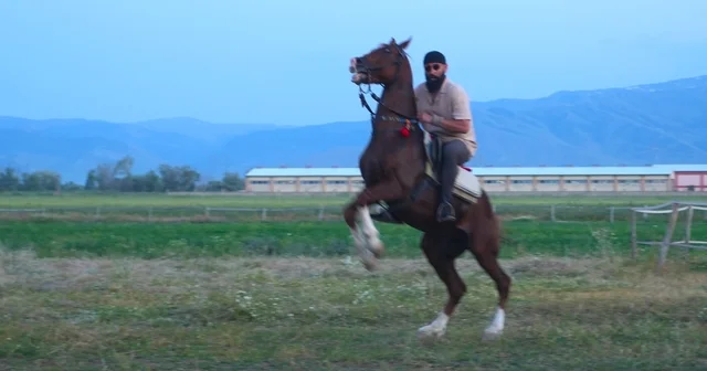 Mehmet: Fetihler Sultanı oyuncusu Mustafa Kaya, Muş ta film atlarını hazırladı Babamın Damadı filmi için atlara eğitim veren Kaya, vatandaşlara da binicilik deneyimi yaşattı Muş Haberleri Habertürk Yerel Haberler