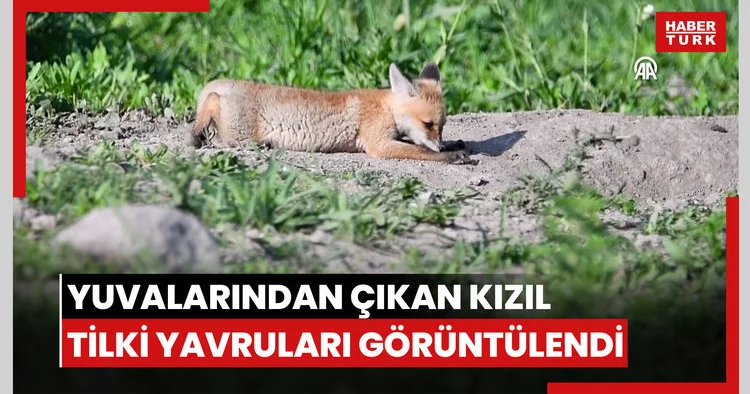 Kars ta yuvalarından çıkan kızıl tilki yavruları görüntülendi