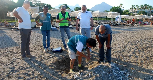 Kemer sahillerinde tespit edilen 38 deniz kaplumbağası yuvası korumaya alındı Antalya Haberleri Habertürk Yerel Haberler