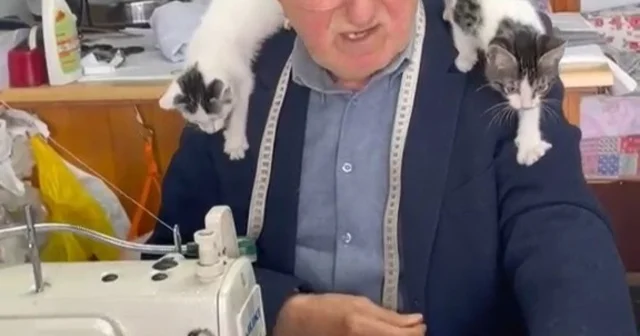 Sokak kedilerinin dedesi yıllardır kimsesiz kedilere sıcak yuva oluyor Samsun Haberleri Habertürk Yerel Haberler