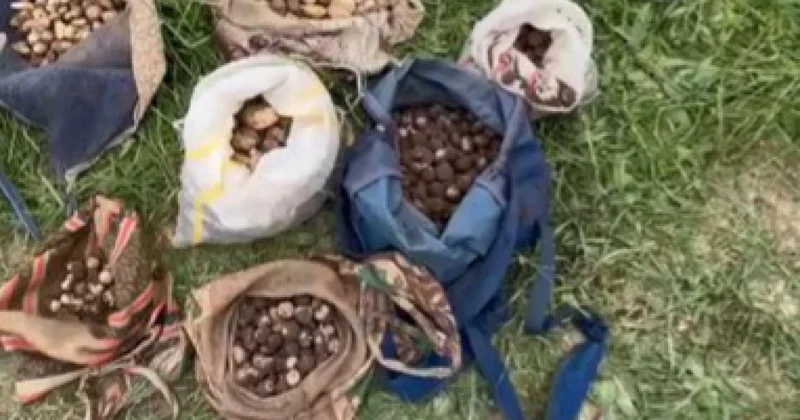 İzinsiz salep orkidesi yumrusu toplayan kişilere 7 milyon lira ceza kesildi