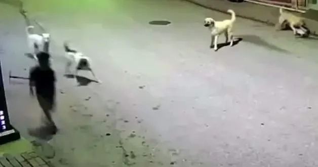 Köpeklerin hedefi olan çocuk, canını elindeki skuterı fırlatarak kurtardı!