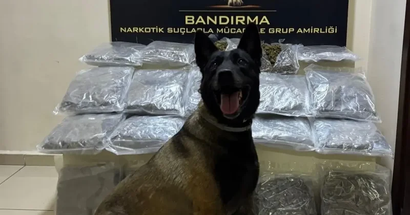 Bandırma’da gübre torbalarının altına gizlenen 11,2 kilo skunk ele geçirildi