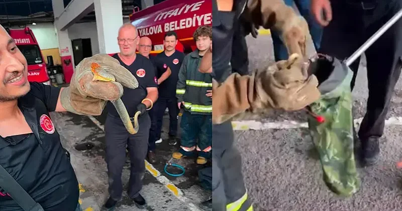 Yalova ya feribotla gelen otomobilde yılan çıktı; o anlar kamerada