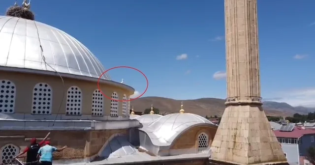 Bayburt ta yuvasına dönemeyen yavru leylek ekipleri harekete geçirdi Bayburt Haberleri Habertürk Yerel Haberler