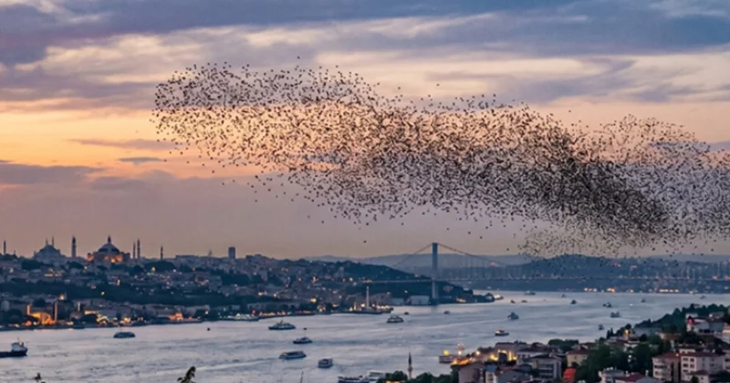 İstanbul a kadar ulaştılar! Sürüler halinde Türkiye ye geliyorlar Sözcü Gazetesi