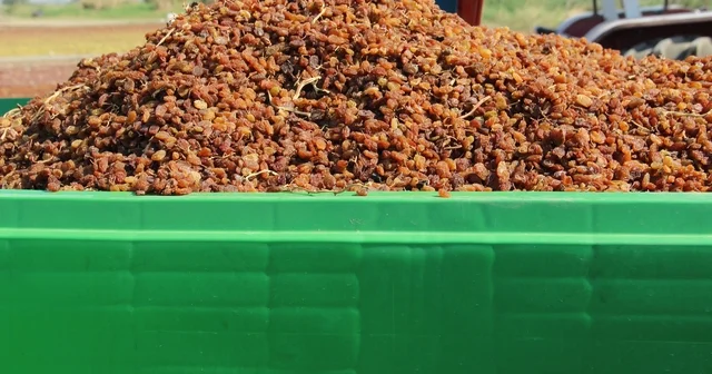 Organik kuru üzüm üreticisinin hasat yükü Box ile hafifledi Manisa Haberleri Habertürk Yerel Haberler
