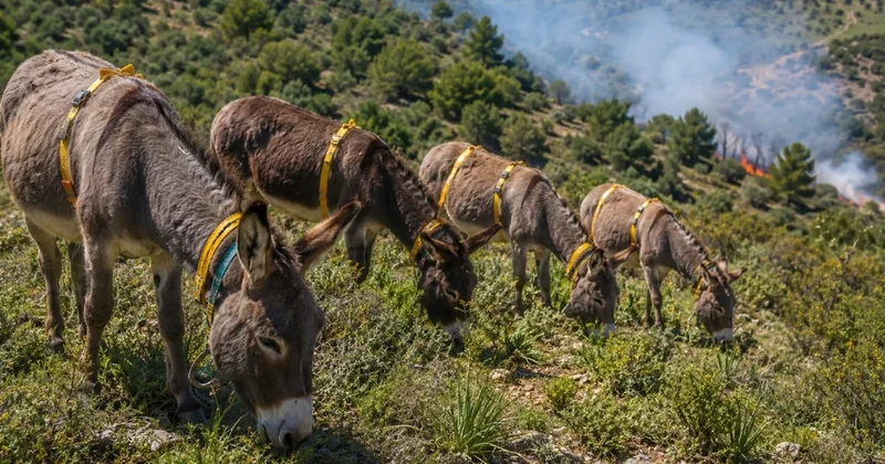 Günde 7 saat mesai yapıyorlar: Orman yangınlarına karşı 18 eşeği görevlendirdiler Sözcü Gazetesi