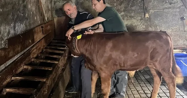 Yaylatepe de buzağıların küpeleme işlemleri tamamlandı Düzce Haberleri Habertürk Yerel Haberler