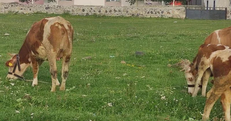 Ardahan da Kuduz Virüsü Tespit Edildi