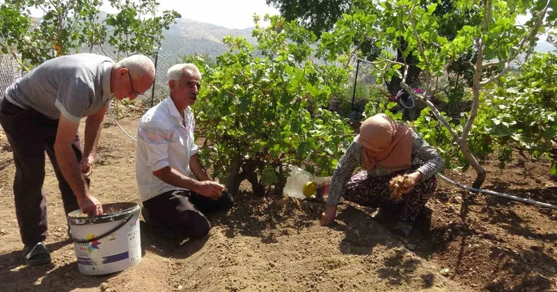 Gercüş te Safran Üretiminde Başarı
