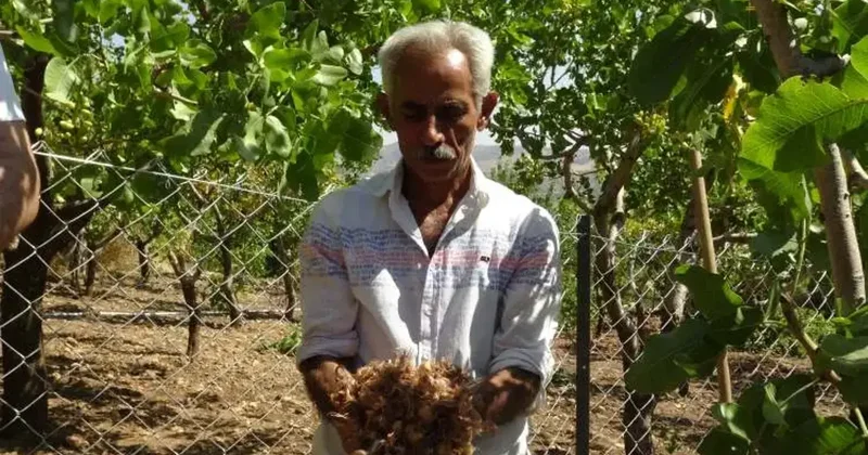 Batmanlı çiftçi ilçede öncü oldu! İnternetten gördü tarlasına ekti... Dünyanın en pahalısı