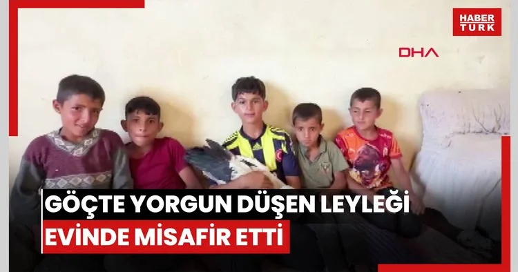 Göçte yorgun düşen leyleği evinde misafir etti