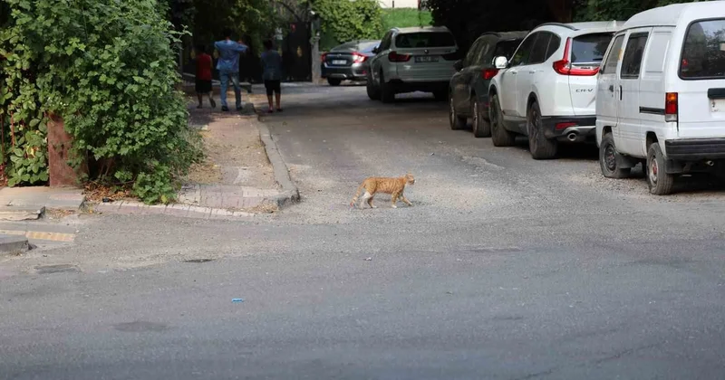 Kedinin nereyi ısırdığına dikkat edin! 11 yıl sonra kuduran vaka var