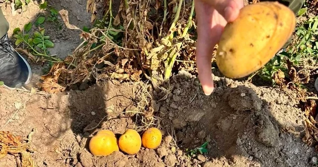 Patates üretiminde verimin arttırılması için kontroller sürüyor Afyonkarahisar Haberleri Habertürk Yerel Haberler