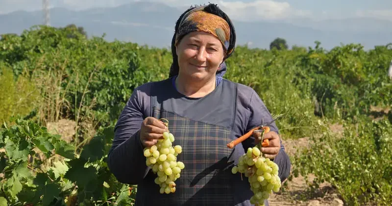 Gaziantep te sofralık üzüm hasadı başladı