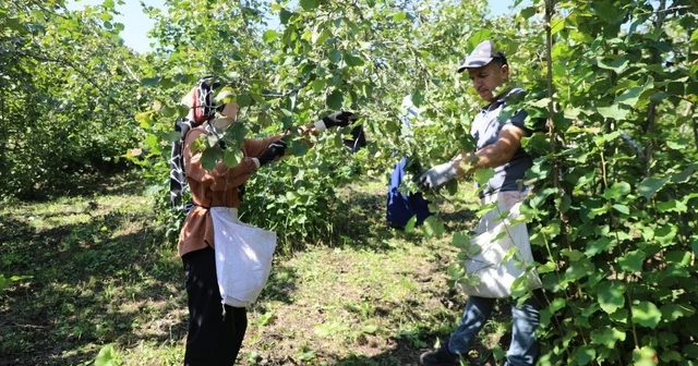 Fındık Dalda, Aklın İşçide Kalmasın projesi 7 nci sezonunda Üretici ve işçi aynı projede buluşuyor Ordu Haberleri Habertürk Yerel Haberler
