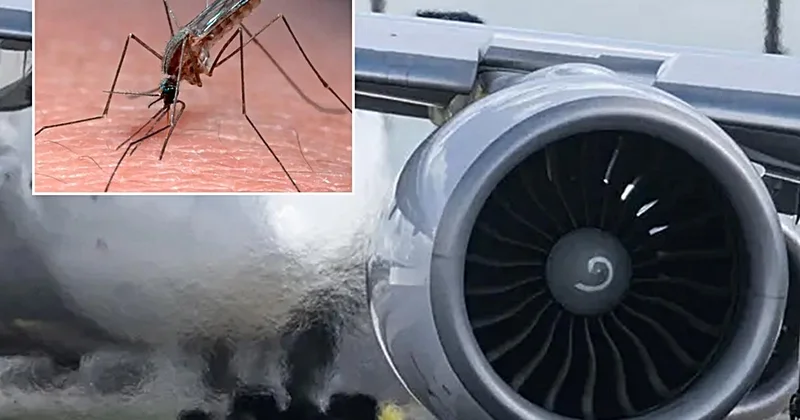 Frankfurt Havalimanı nda sıtma alarmı! Uçaktan taşındığı iddia edilen hastalık can aldı