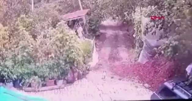 Düzce de aç kalan kurt köye indi, bahçedeki köpeği saniyeler içinde böyle kaptı