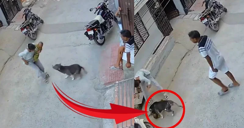 6 aylık bebeğe pitbull saldırdı: Bebeğin durumu kritik Sözcü Gazetesi
