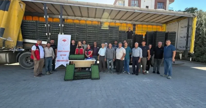 Burhaniye’de çiftçilere 300 bin 300 adet marul fidesi dağıtıldı
