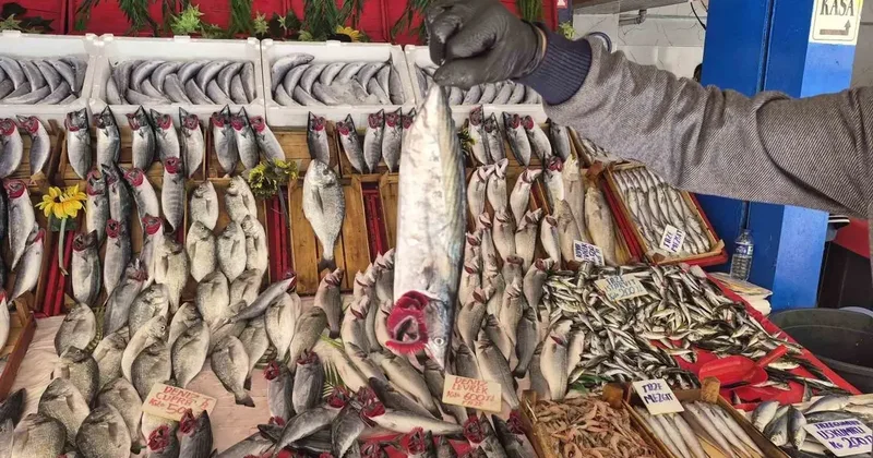Palamut bu sezon hamsiyi geride bıraktı