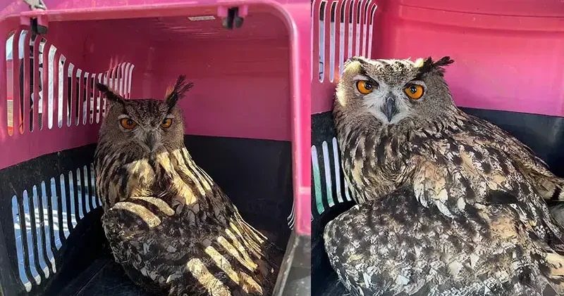 Yaralı bulunan puhu kuşu tedaviye alındı