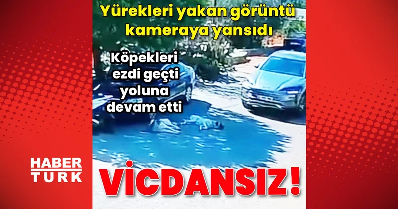 Bodrum’da vicdanları yaralayan görüntü: Köpekleri ezip gitti