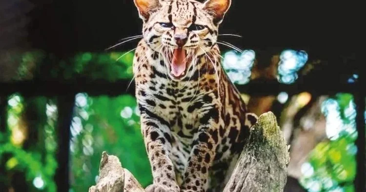 Yeni kedi türü keşfedildi